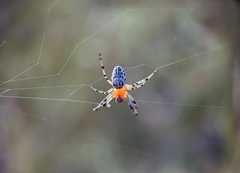 Alpaida veniliae