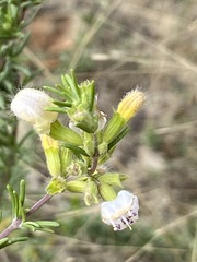 Conradina brevifolia