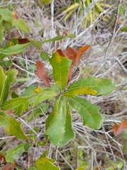 Quercus × rolfsii