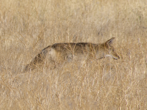 Coyote photographed in Utah