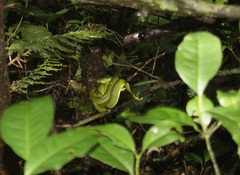 Bothriechis lateralis