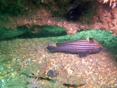 Pareques fuscovittatus