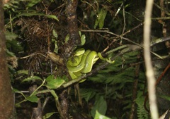Bothriechis lateralis