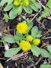 Polygala nana
