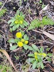 Polygala nana