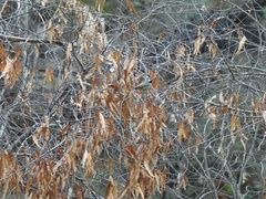 Baeolophus wollweberi