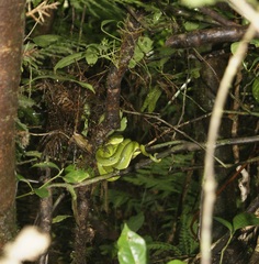 Bothriechis lateralis