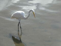 Ardea alba