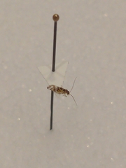 Graphopsocus cruciatus