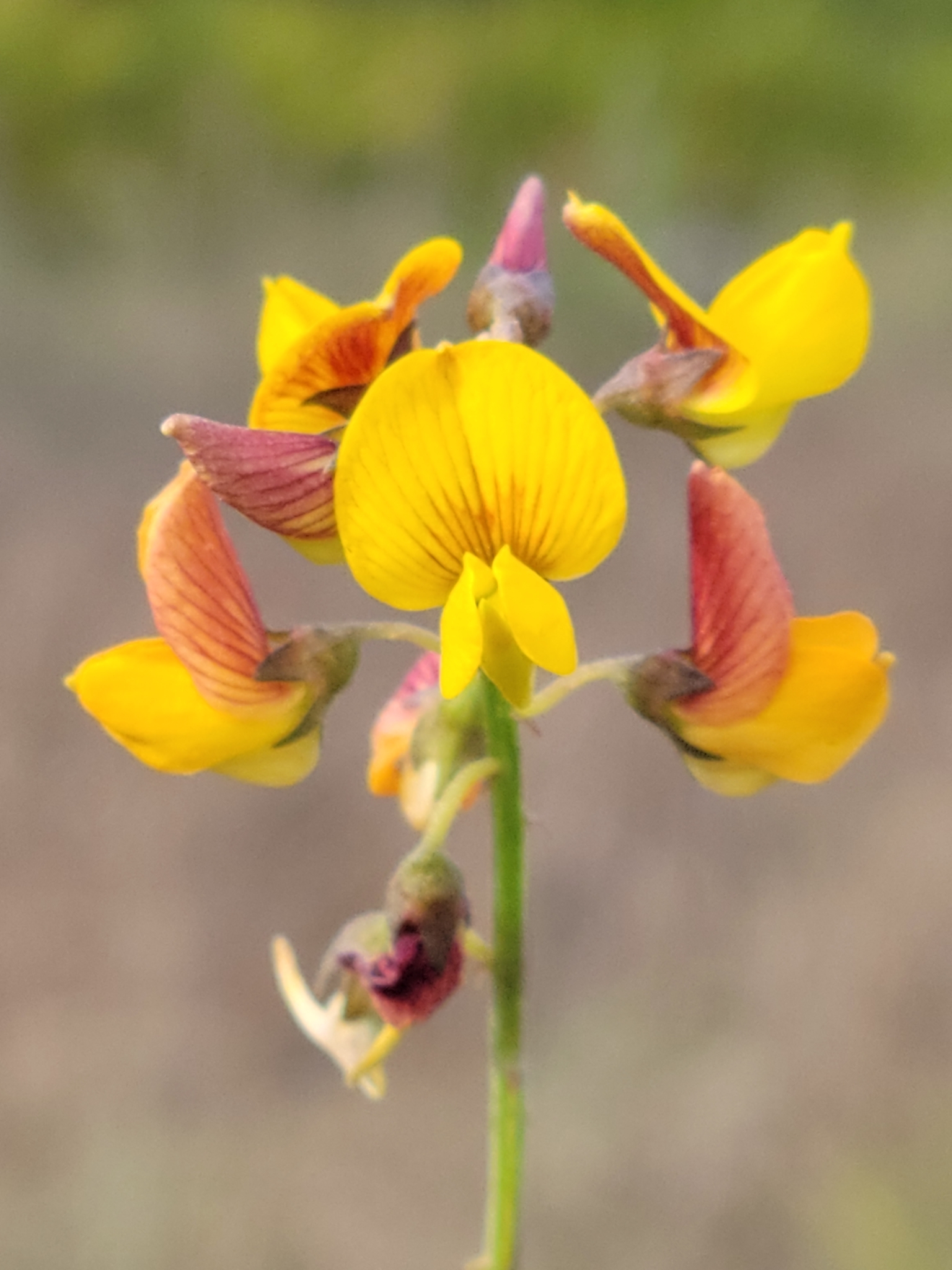 Crotalaria pumila