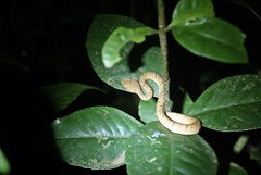 Bothriechis lateralis