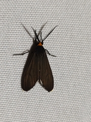 Ctenucha rubriceps