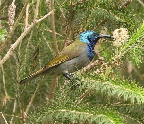 Green-headed Sunbird