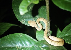 Bothriechis lateralis