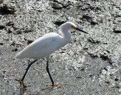 Egretta thula