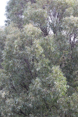 Acacia harpophylla