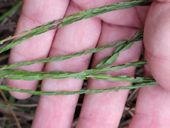 Symphyotrichum adnatum