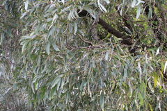Acacia harpophylla