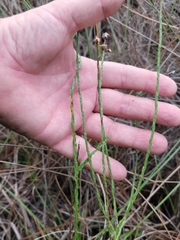Symphyotrichum adnatum