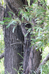 Acacia harpophylla