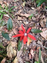 Passiflora miniata