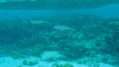 Sepioteuthis sepioidea