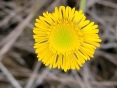 Helenium pinnatifidum
