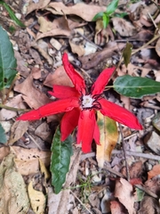 Passiflora miniata