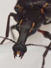 Hoplorhaphus spinifer
