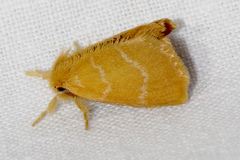 Euproctis lutea