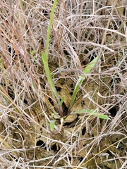 Helenium pinnatifidum