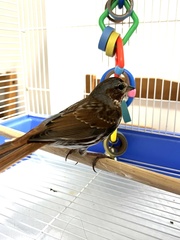 Passerella iliaca iliaca