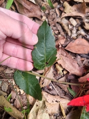 Passiflora miniata