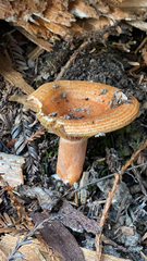 Lactarius deliciosus