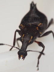 Hoplorhaphus spinifer