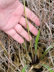 Helenium pinnatifidum
