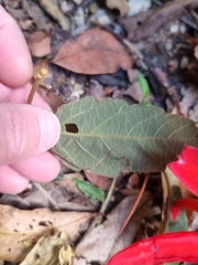 Passiflora miniata