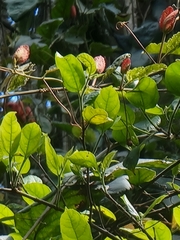 Passiflora miniata