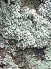 Lepraria finkii
