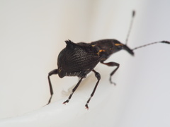 Hoplorhaphus spinifer