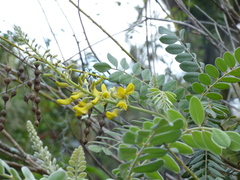 Sophora tomentosa
