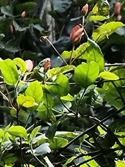 Passiflora miniata