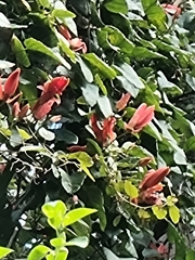 Passiflora miniata