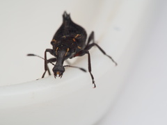 Hoplorhaphus spinifer