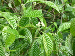 Psychotria nervosa