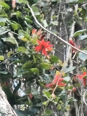 Passiflora miniata