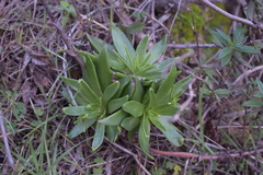 Dudleya lanceolata