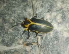 Mecistomela marginata