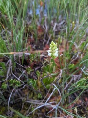 Spiranthes × stellata