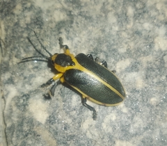 Mecistomela marginata